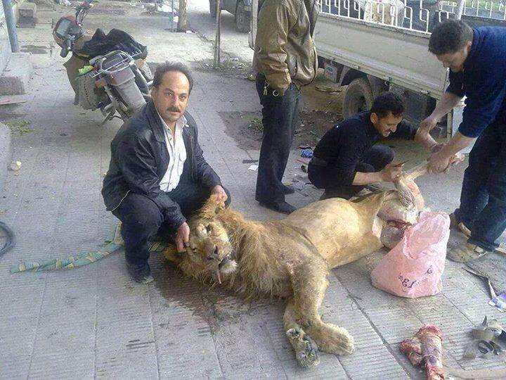 Lion Syria