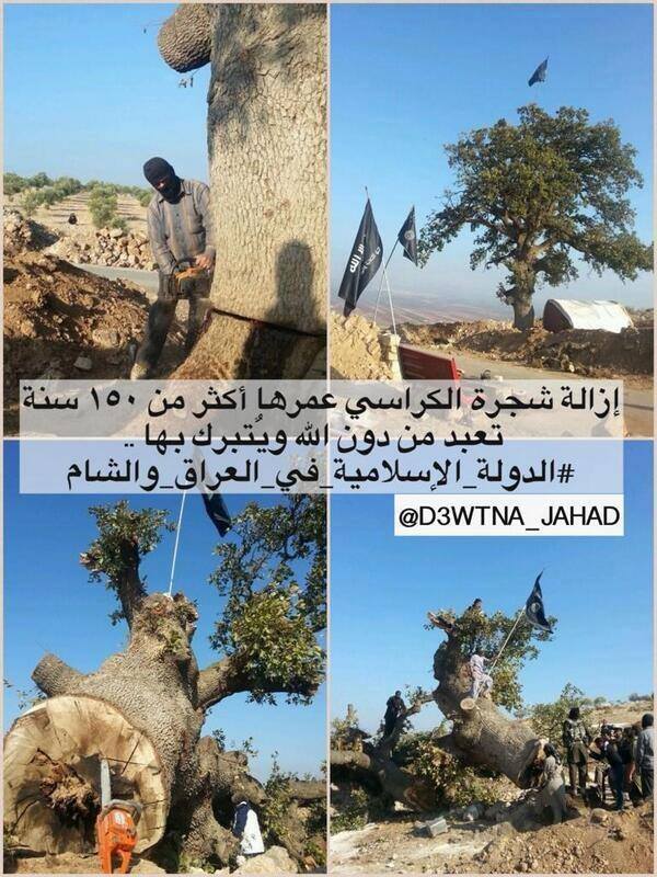 syrian_oldest_tree